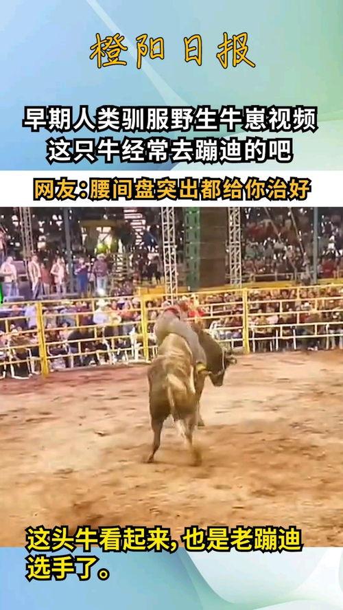 牛牛国产视频,探寻本土影视的魅力与风采